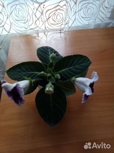 Глоксиния цветущая