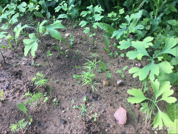 Гинкго двулопастный саженцы