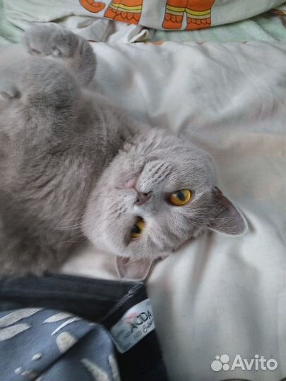 Продам кошку