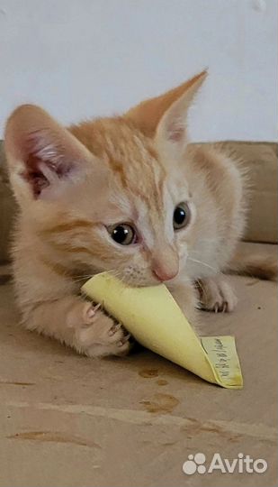 Котята в дар