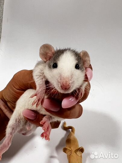 Крыса дамбо мальчик