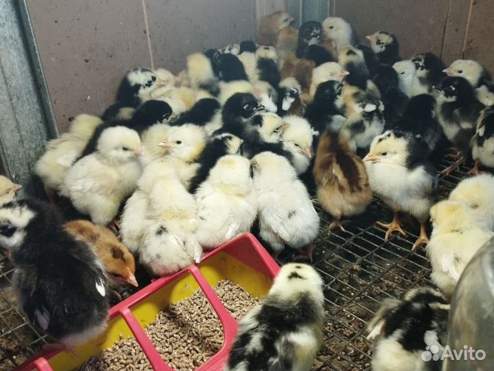 Цыплята 5ти дневные, Микс