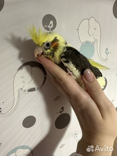 Попугай корелла