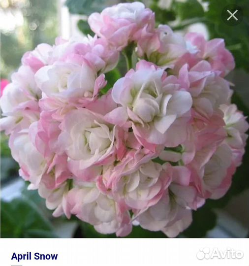 Сортовые пеларгонии