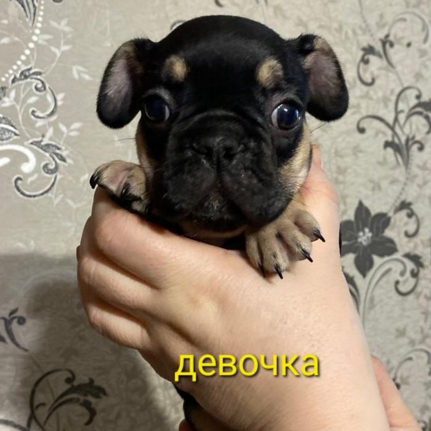 Щенки