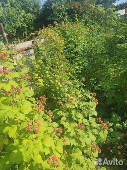 Саженцы ежевики