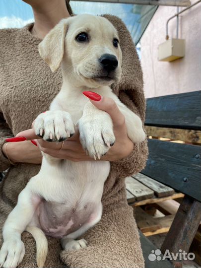 Щенки лабрадора