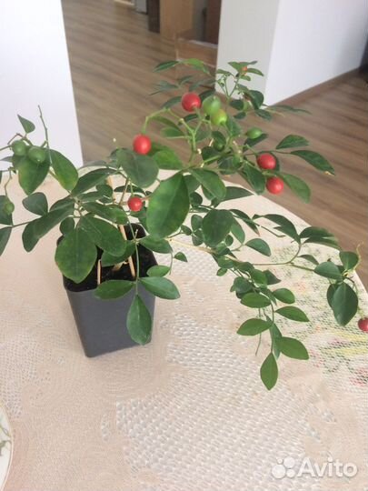 Муррайя и комнатные, садовые растения