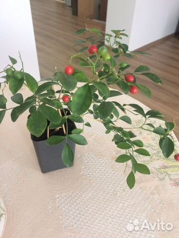 Муррайя и комнатные, садовые растения