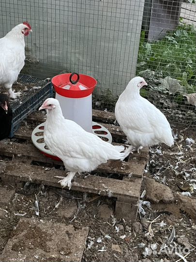 Куры маран белый