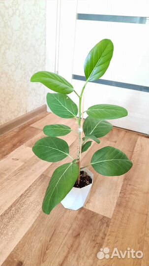 Фикус Бенгальский одри