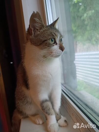 Кошка в дар