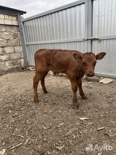 Телочка и бычки