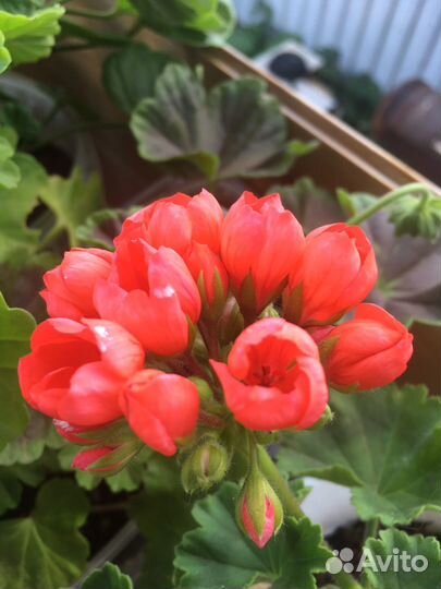 Пеларгонии сортовые