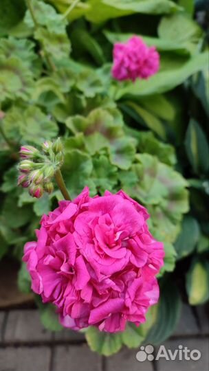 Пеларгония герань Lara Delight