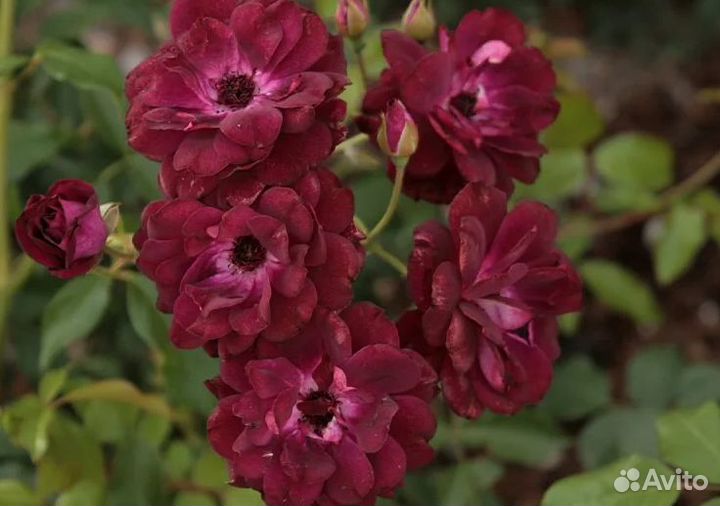 Саженцы роз