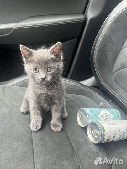 Котенок