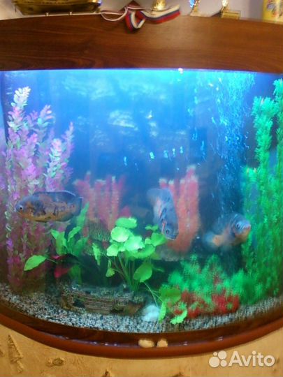 Обслуживание аквариумов