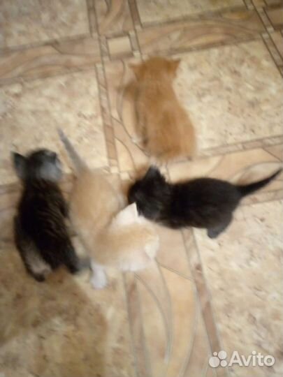 Котята в добрые руки