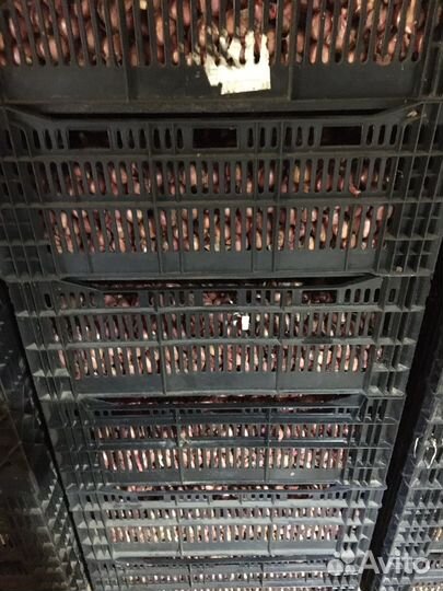 Лук семейный Кудымкарский