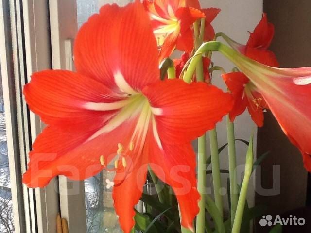 Гиппеаструм