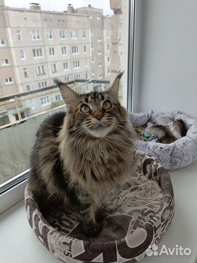 Котята мейн-кун