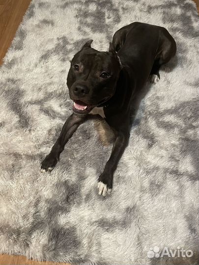 Вязка собак американский стаффордширский терьер