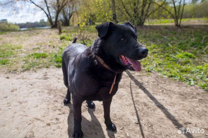 Собака в добрые руки отдам бесплатно
