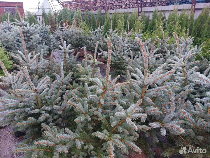 Ель голубая Глаука 80-120см