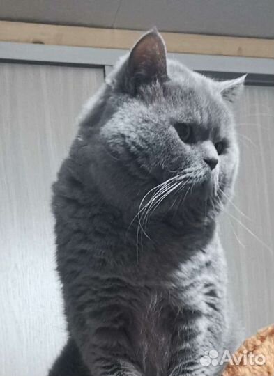 Вязка с клубным котом Шотландским прямоухим