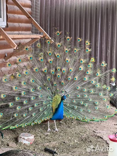 Индийский павлин