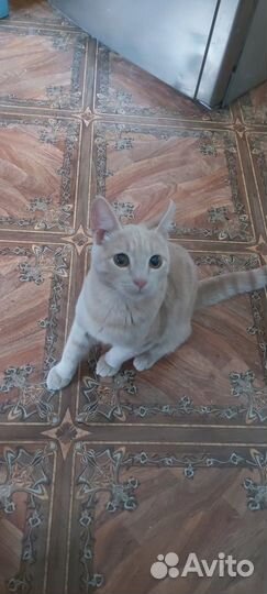 Отдам в добрые руки