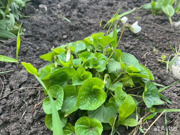 Фиалка белая