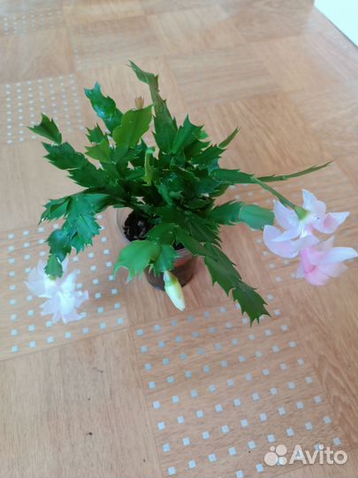 Декабрист шлюмбергера сортовые