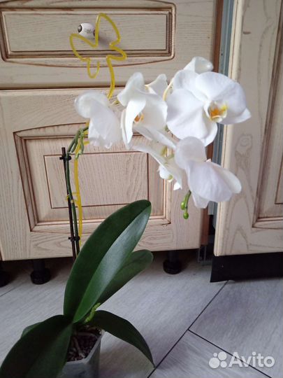 Орхидея