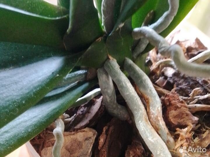 Орхидея фаленопсис Леопард