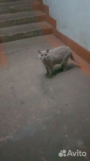 Британская кошка домашняя на улице ищет дом