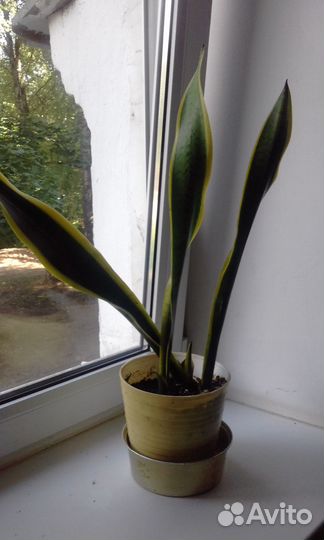 Сансевьера(щучий хвост)