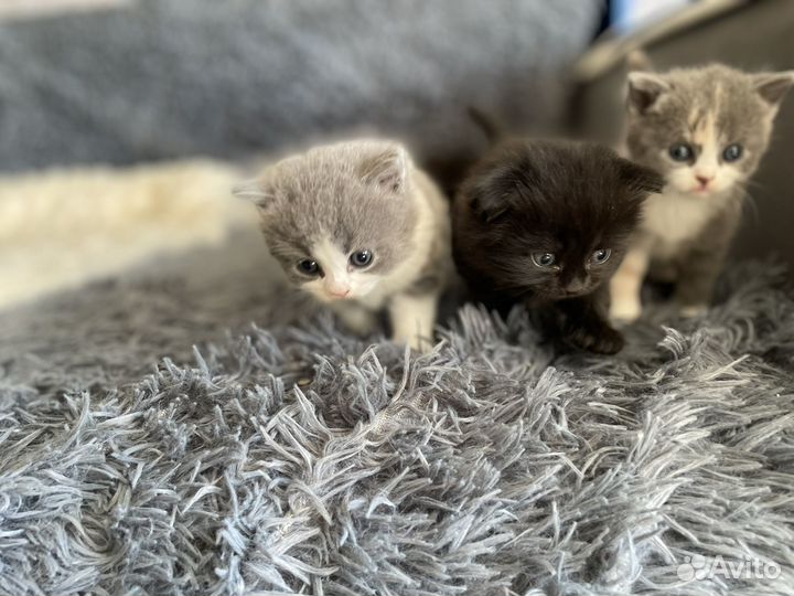 Шотландские котята