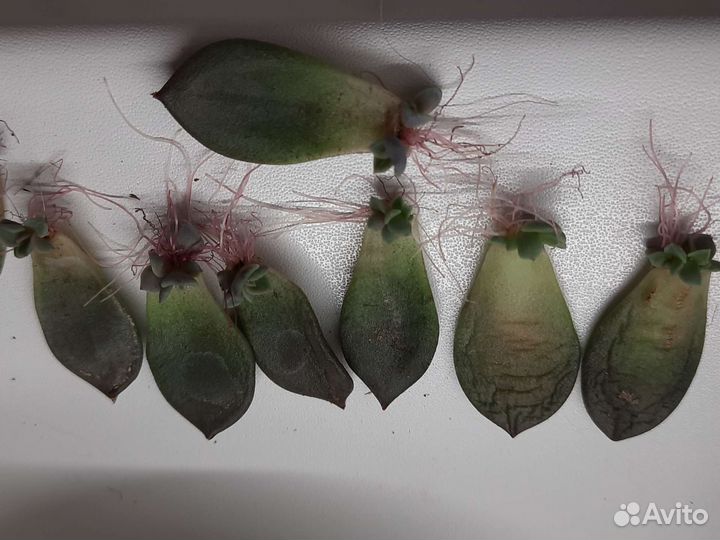 Эхеверия черный принц