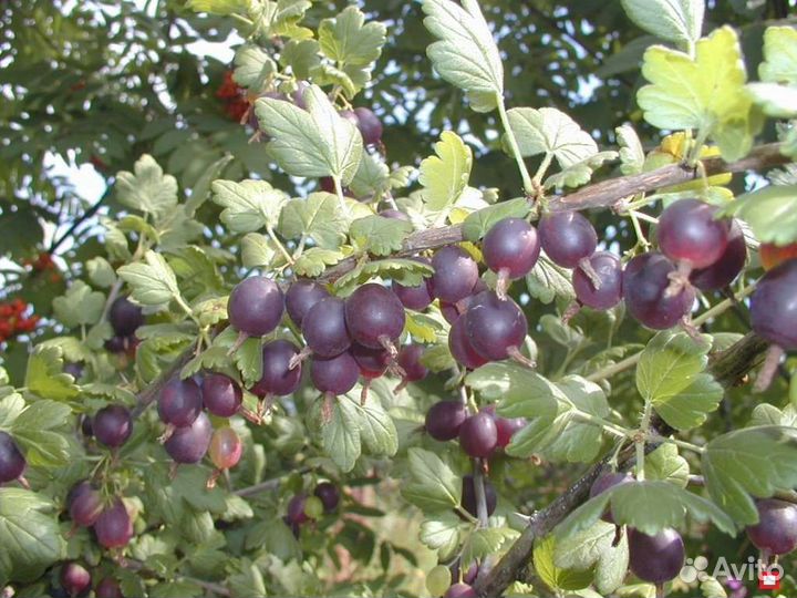 Саженцы смородины, земляники лесной