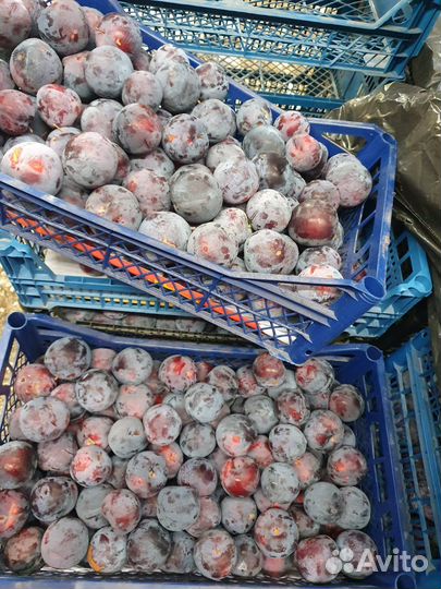 Слива анжелина