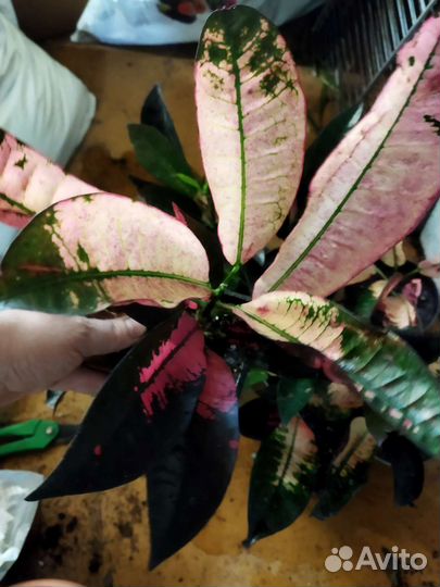 Кодиеум(Кротон) Миссис Айстон