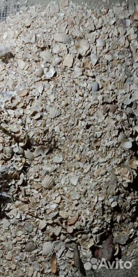 Ракушка морская кормовая