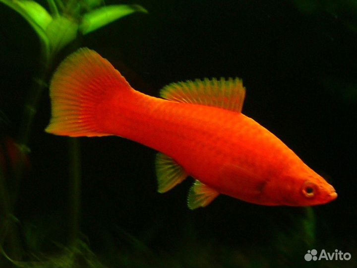 Отдам рыбок меченосцев