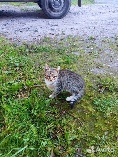 Котята в добрые руки бесплатно