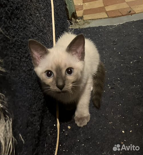 Тайские котята с документами