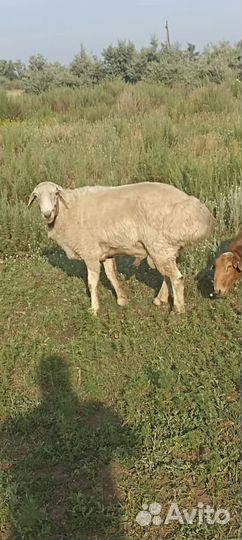 Продам барана