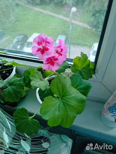 Пеларгония герань разных цветов