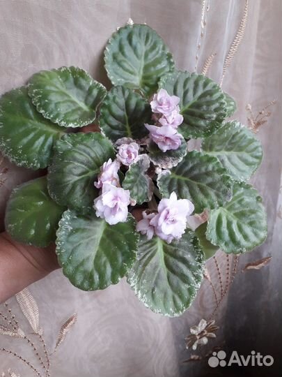 Фиалки сортовые
